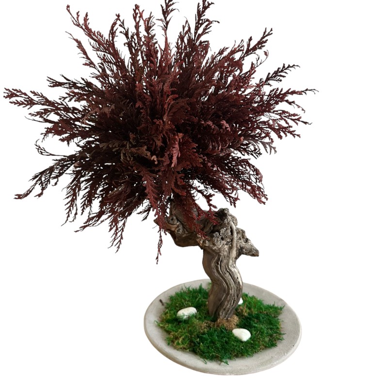 Preserved red Thuya bonsai