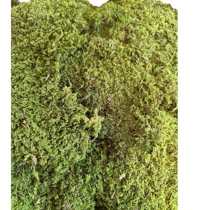 Preserved rock moss CANOPY