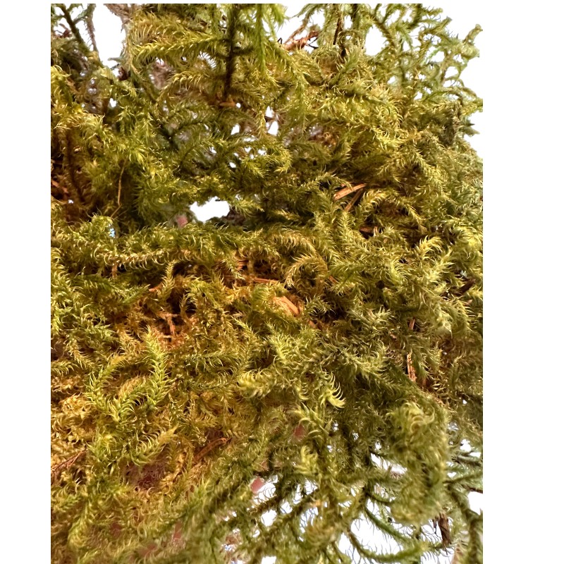 Preserved star moss CANOPY