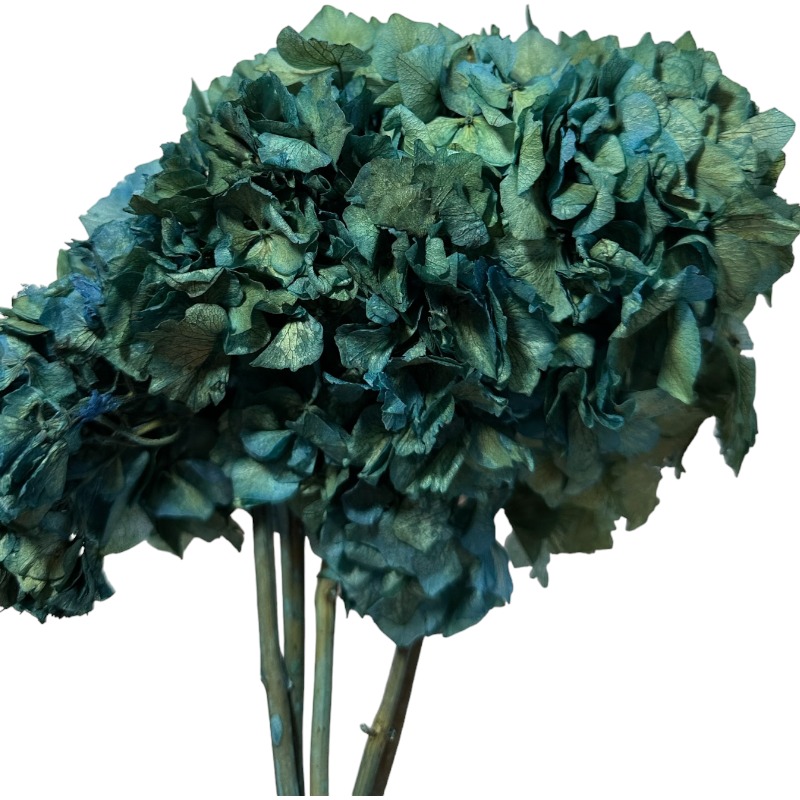 Dry Hydrangea blue green