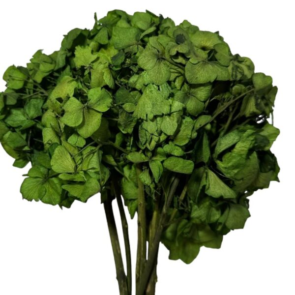 Dry Hydrangea green 1 stem