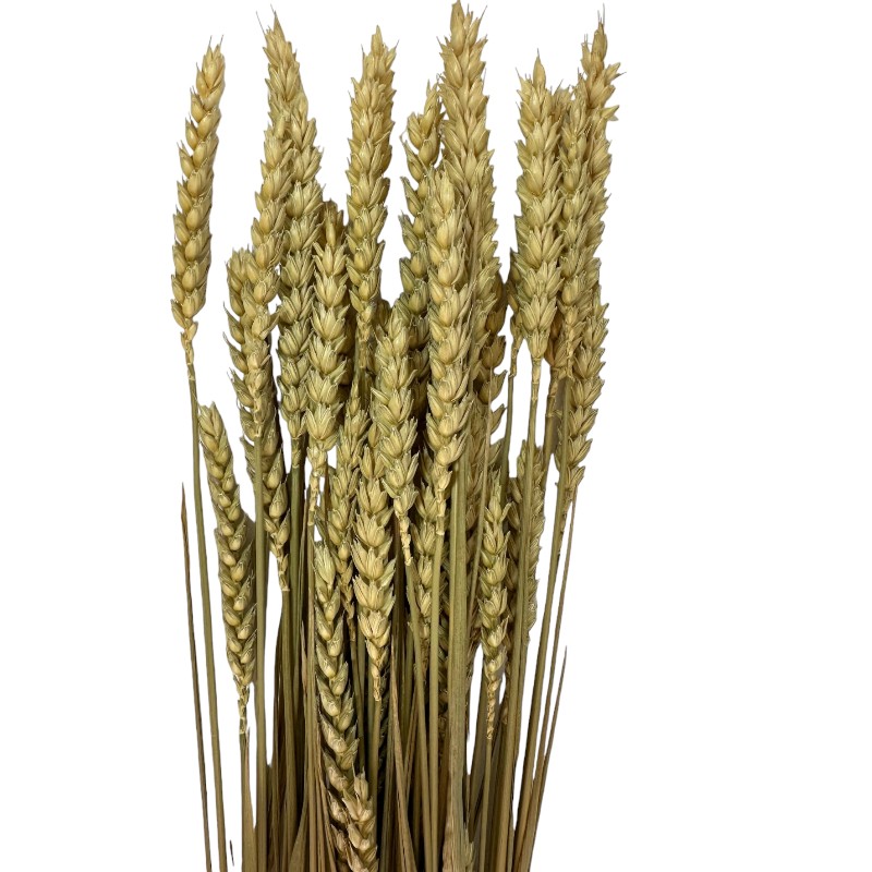 Dry Wheat natural 1 bunch