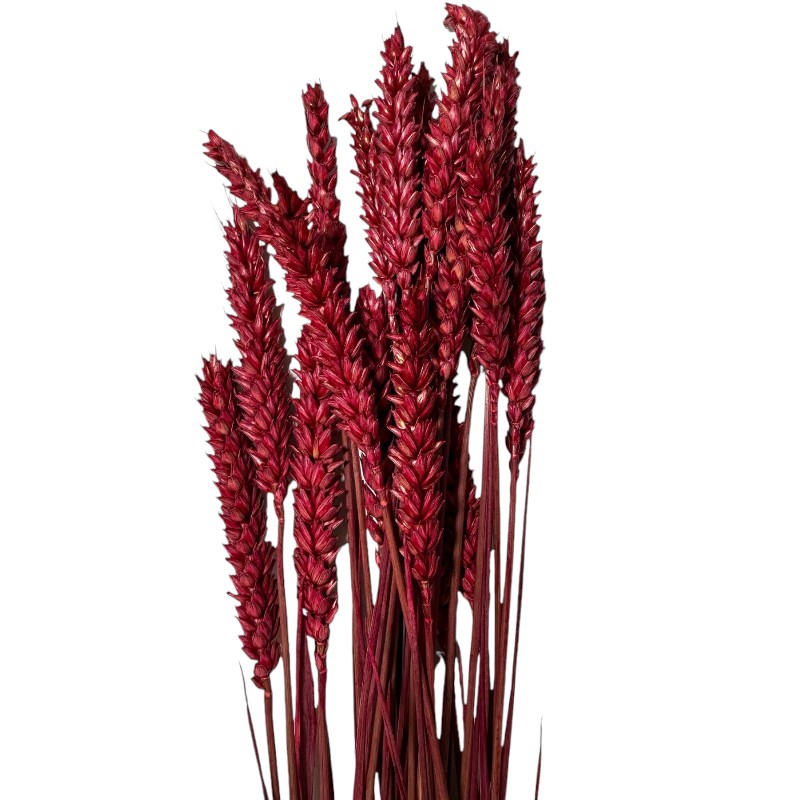 Dry Wheat red 1 bunch