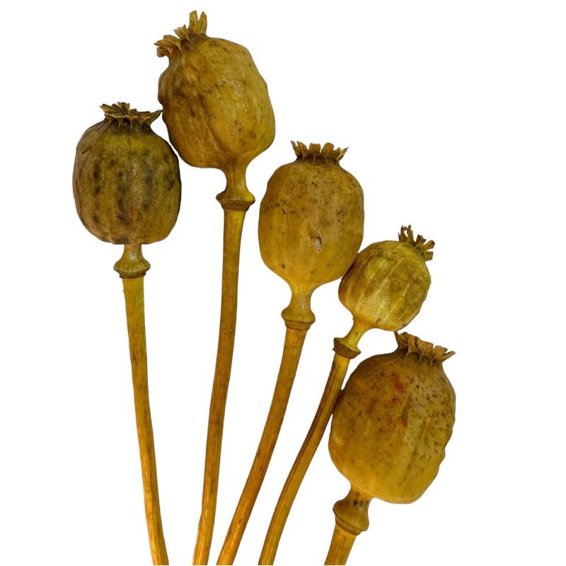 Bunch of yellow poppy pods