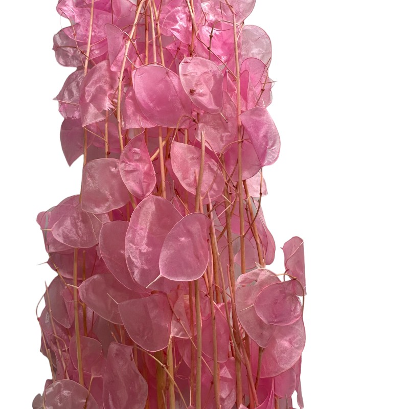 Dry pink Lunaria