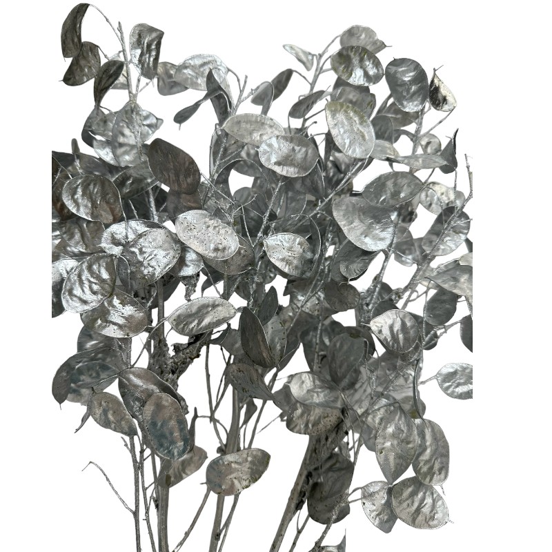 Dry Lunaria silver