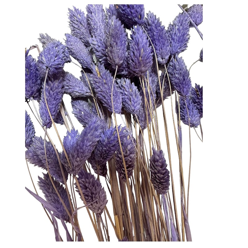 Dry Phalaris lavender bunch