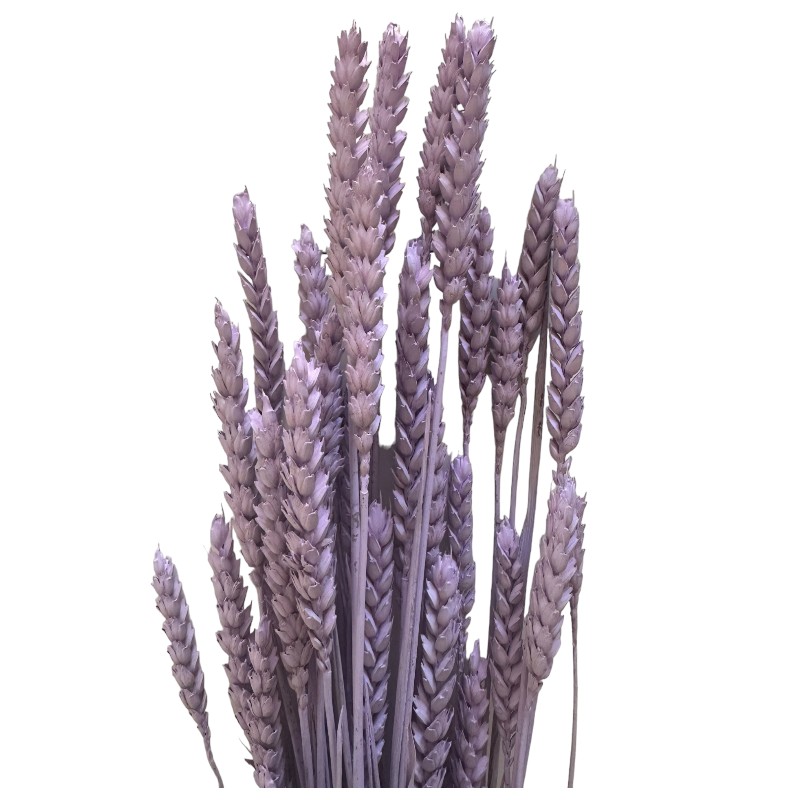 Dry Wheat lavender 1 bunch