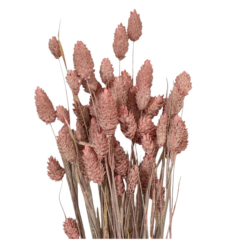 Dry Phalaris misty pink bunch