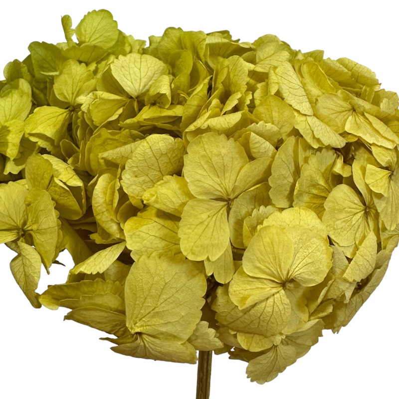 Preserved Hydrangea yellow 1 stem