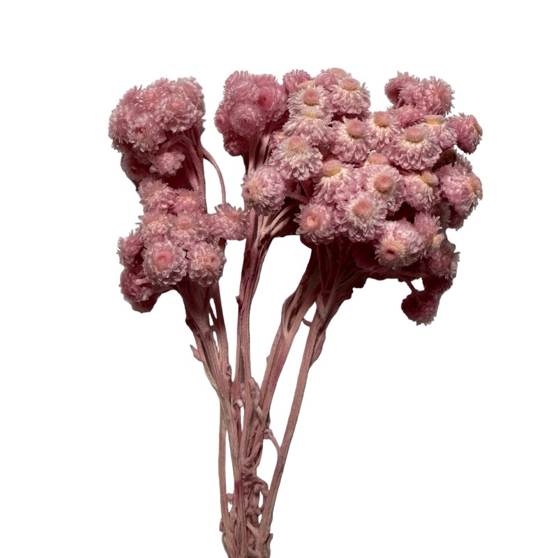 Preserved Sempervivum pink