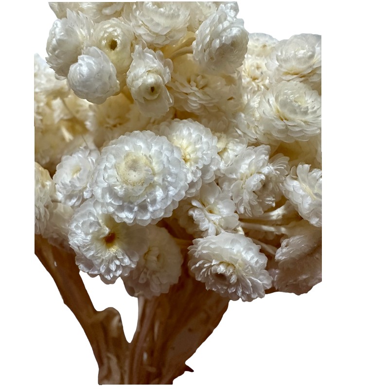 Preserved Sempervivum white