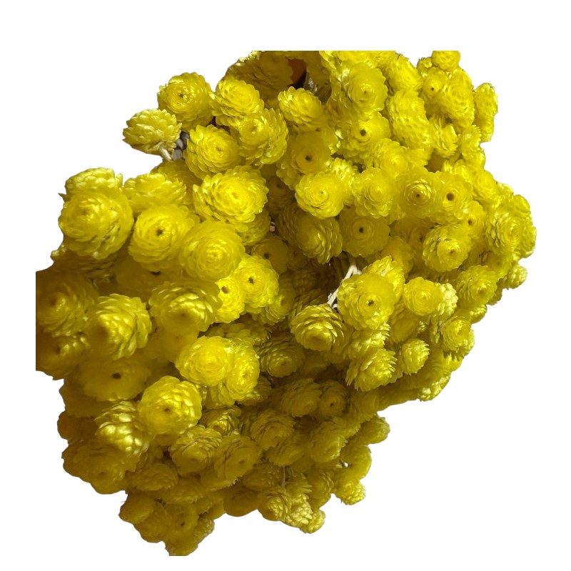 Preserved Sempervivum yellow