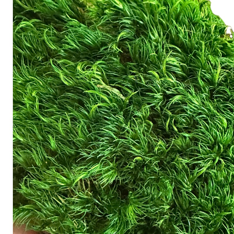 Preserved long moss