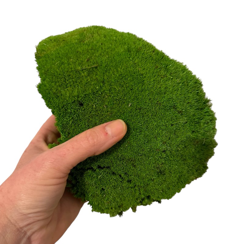 Preserved ball moss