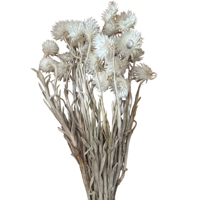 Dry Helichrysum white