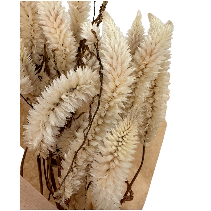 Dry white Celosia