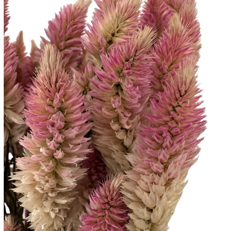 Dry Celosia pink