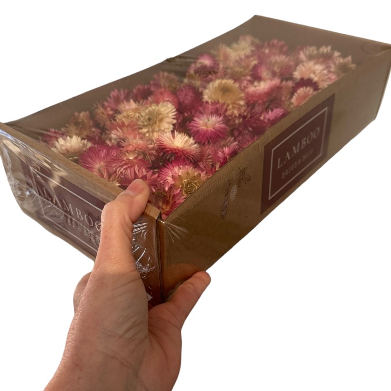 Dry Helichrysum heads/box pink