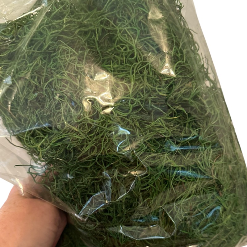Preserved Spanish moss green