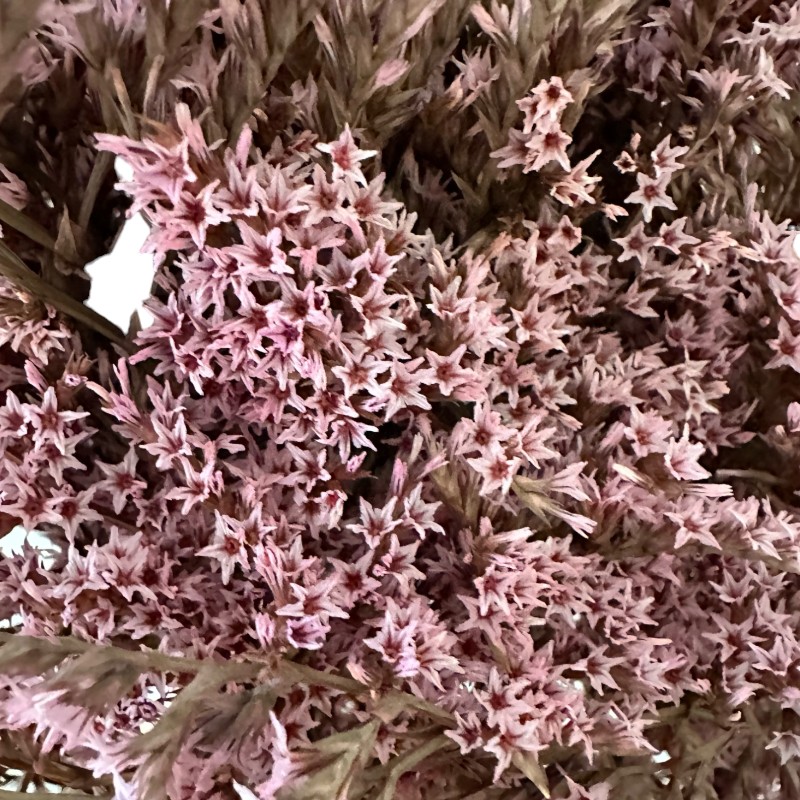 Dry flowers Tatarica pink