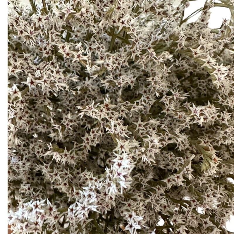 Dry flowers Tatarica white