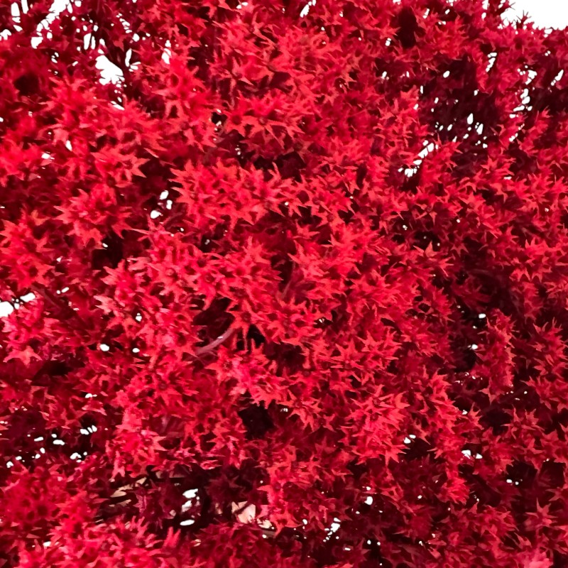 Dry flowers Tatarica red
