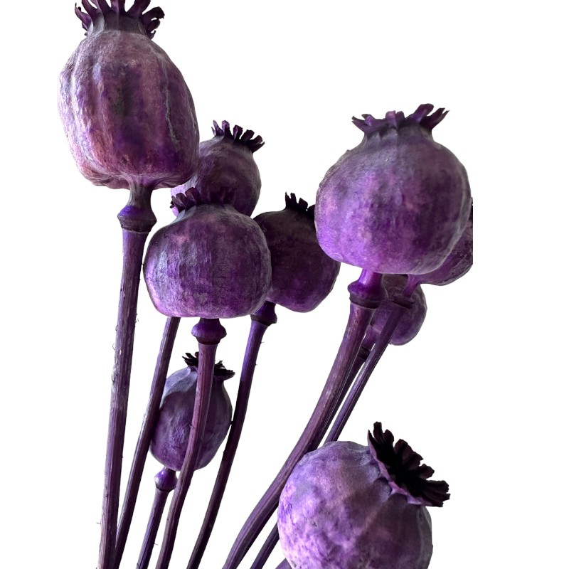 Dry Poppy Pod lilac