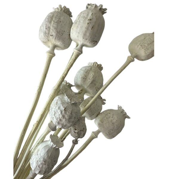 Dry flowers Poppy-pods white