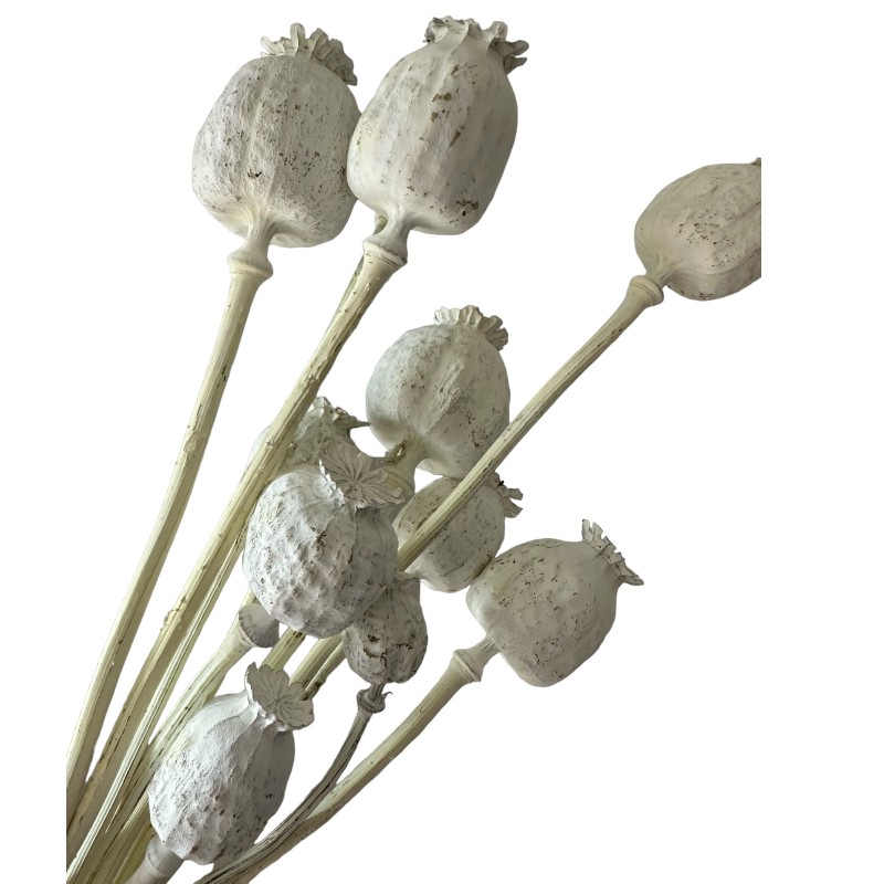 Dry flowers Poppy-pods white