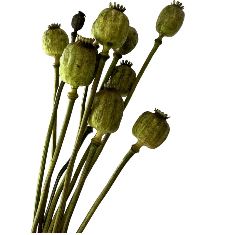 Dry flowers Poppy-pods green