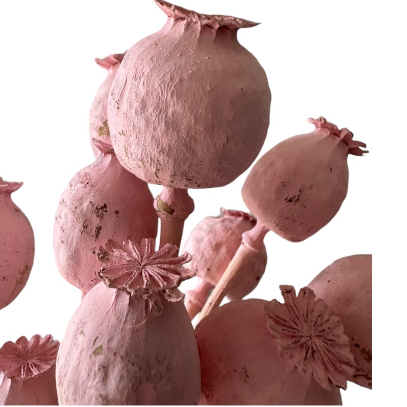 Dry flowers Poppy-pods pink