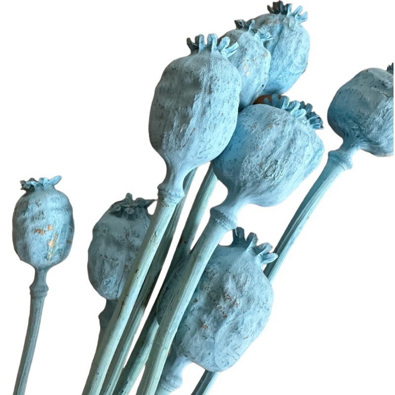 Dry flowers Poppy-pods blue