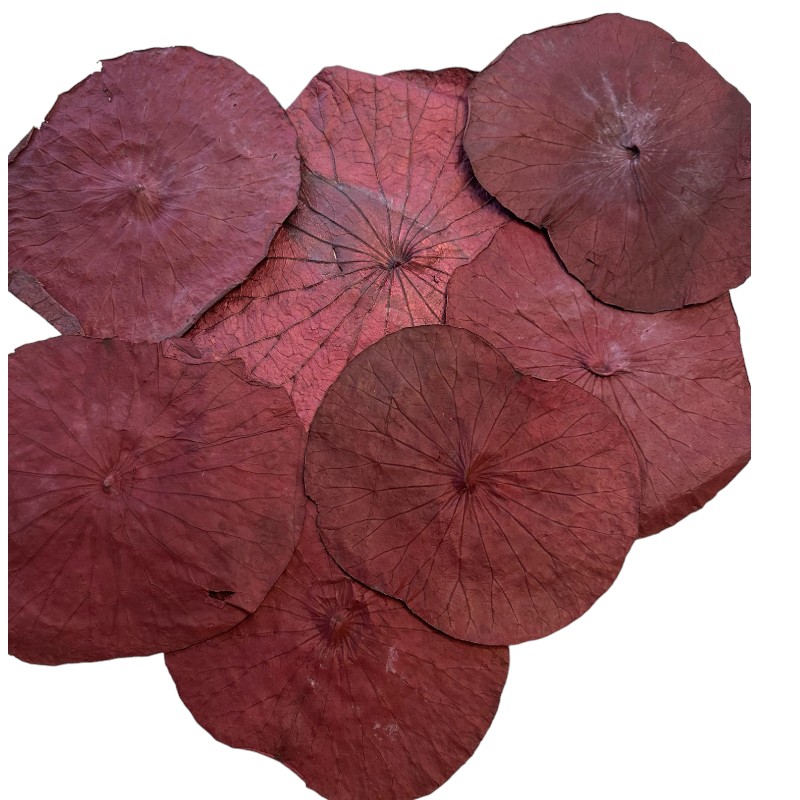 Preserved lotus leaves red
