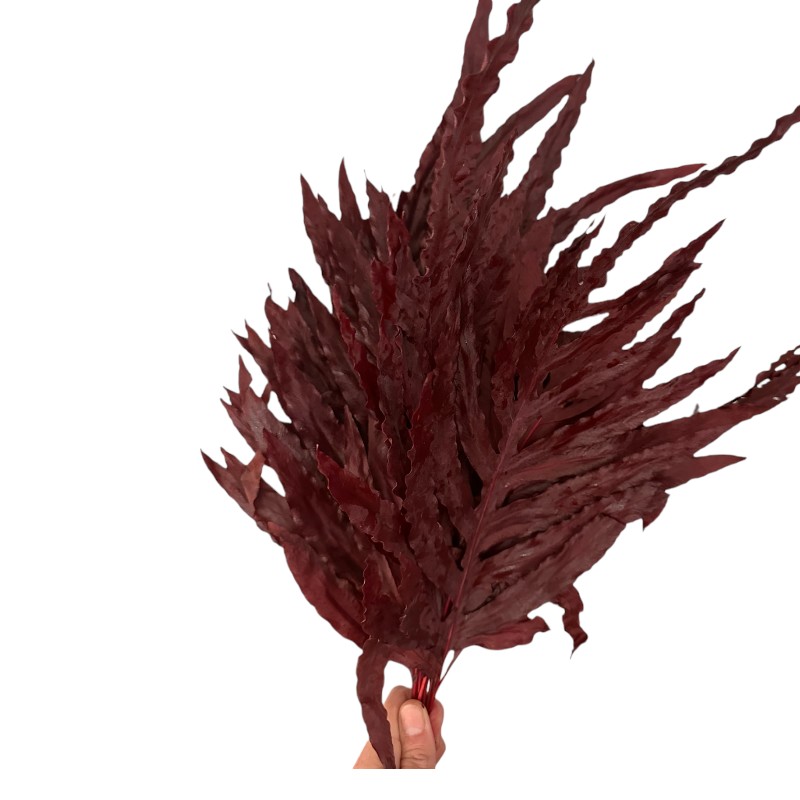 Preserved dragon fern red 57