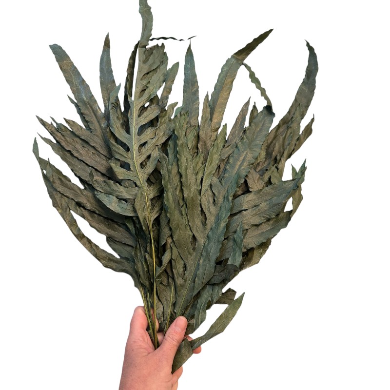 Preserved dragon fern green 67