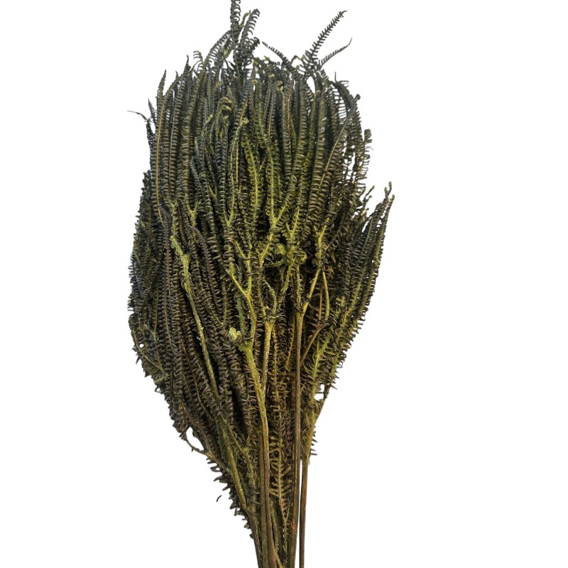 Preserved x3 fern green