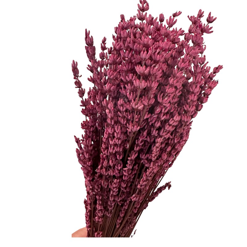 Preserved fuchsia lavender