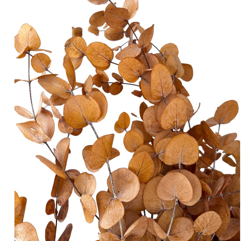 Preserved gold eucalyptus
