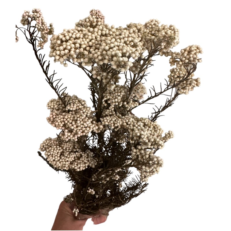 Preserved white Rice flowers