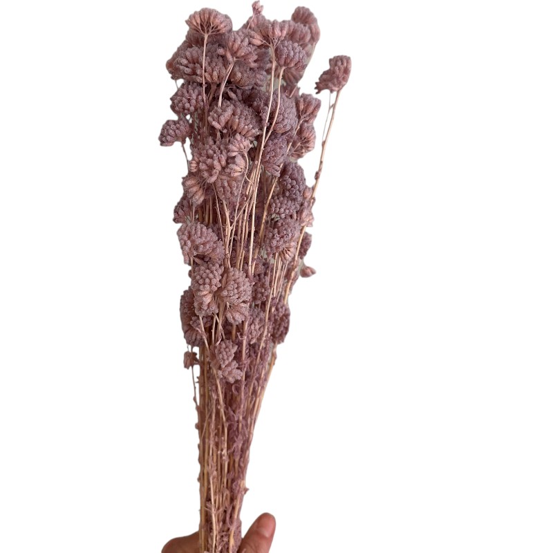 Preserved Achilea lavender 82