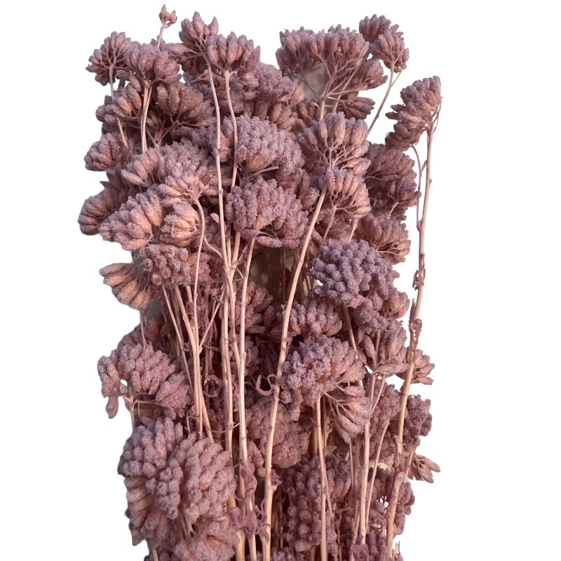 Preserved Achilea lavender 82