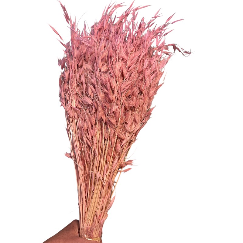 Dry wild oat fuchsia