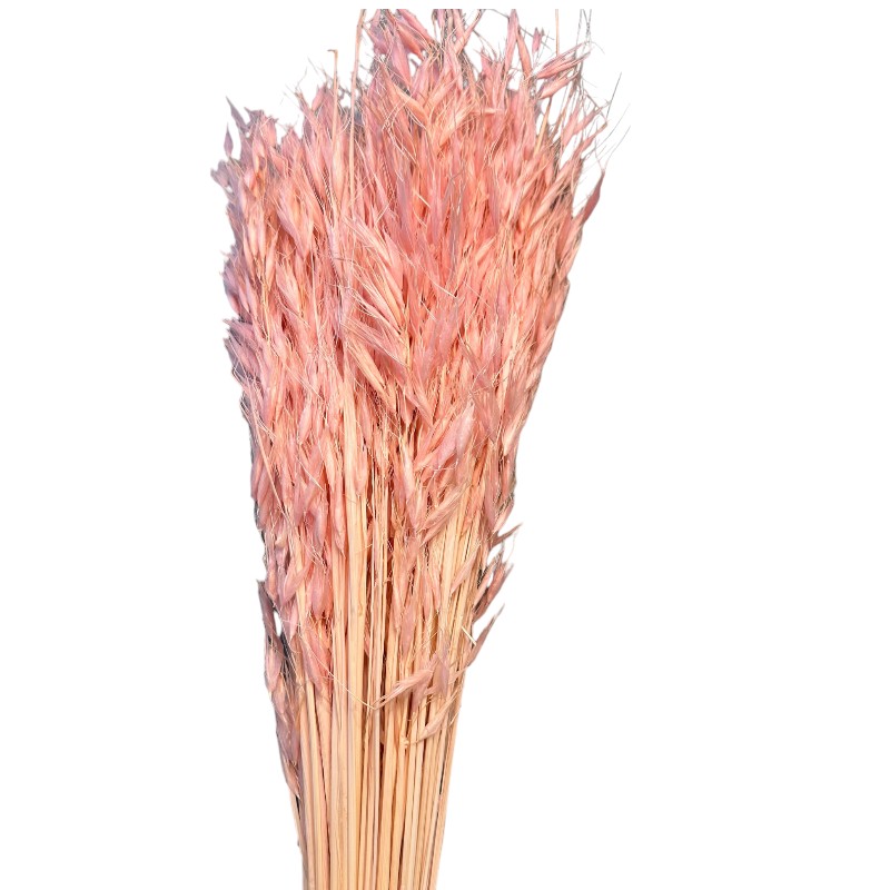 Dry wild oat pink