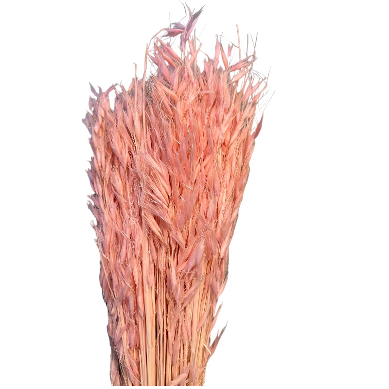 Dry wild oat pink